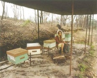 Suzanne S. D. Themlitz, da série Territórios e Estagnações Ambolatórias, 2006 Suzanne S. D. Themlitz, da série Territórios e Estagnações Ambolatórias, 2006